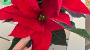 Con l’arrivo delle festività natalizie, la Stella di Natale è una delle piante tipiche di questo periodo dell’anno