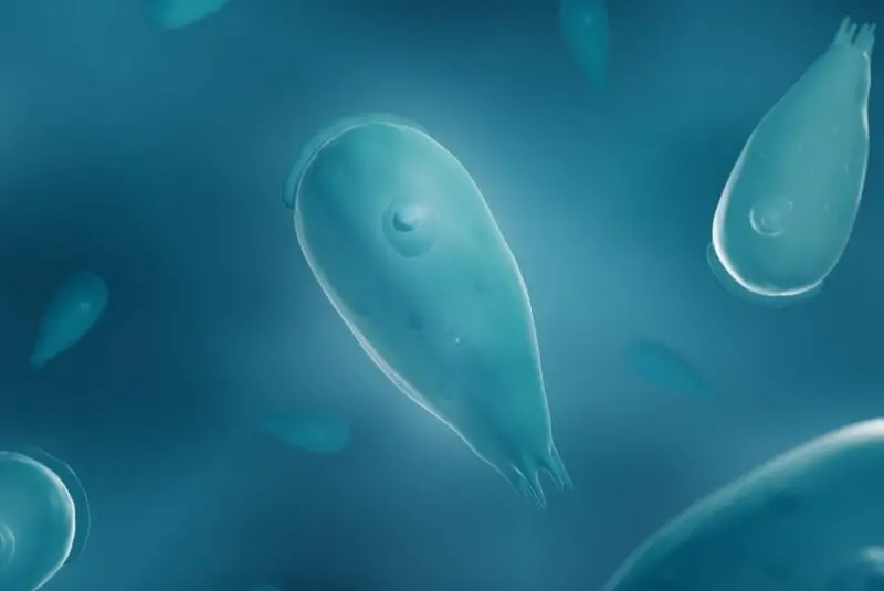 L’ameba mangia-cervello fa la prima vittima in Corea del Sud Ameba mangia-cervello