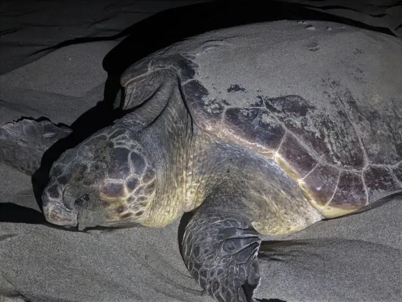 Tartarughe, un’estate di passione