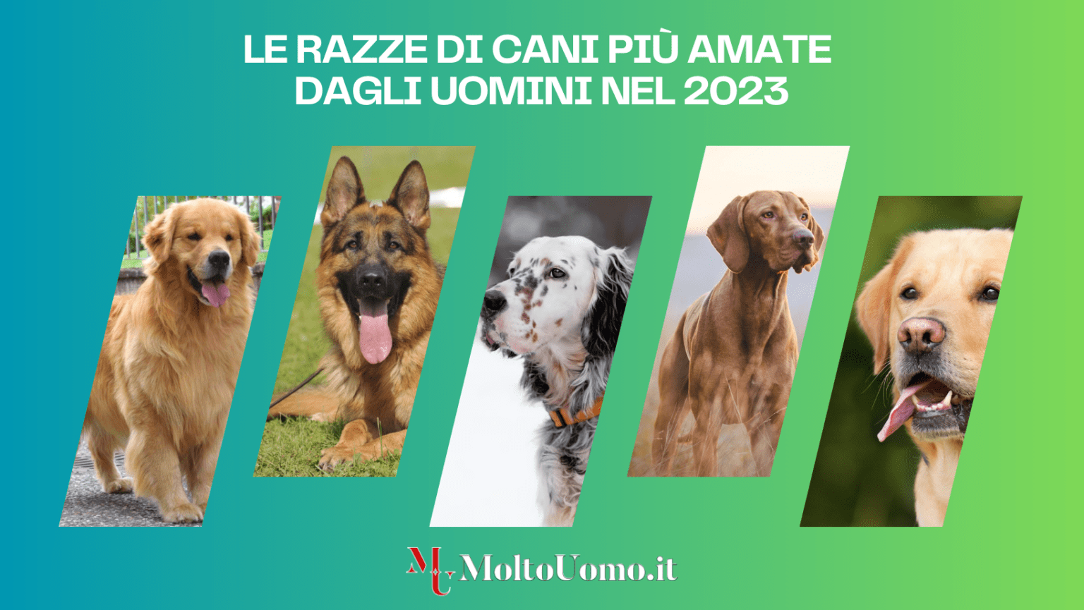Le Razze di Cani più Amate dagli Uomini nel 2023 Le Razze di Cani più Amate dagli Uomini nel 2023