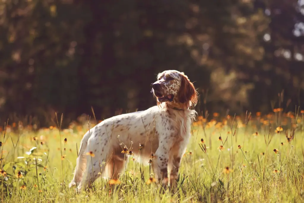 Setter inglese tra Le Razze di Cani più Amate dagli Uomini nel 2023