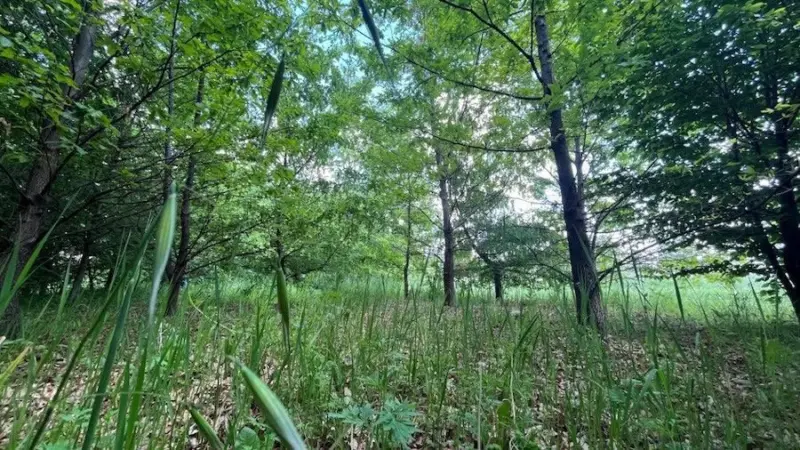 Foreste e Biodiversità: Il Ruolo Cruciale delle Aziende nella Lotta al Cambiamento Climatico