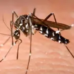 Dengue: come riconoscere e prevenire la malattia che colpisce milioni di uomini ogni anno