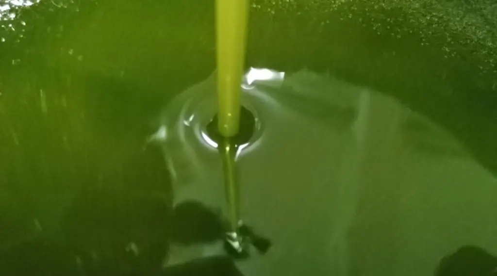 Olio Extra Vergine d’Oliva: l'Oro Giallo in equilibrio tra Qualità e Convenienza