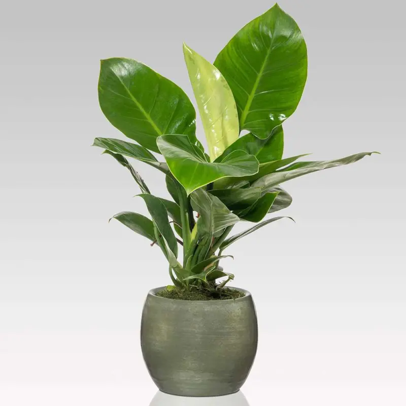 Filodendro (Philodendron imperial)