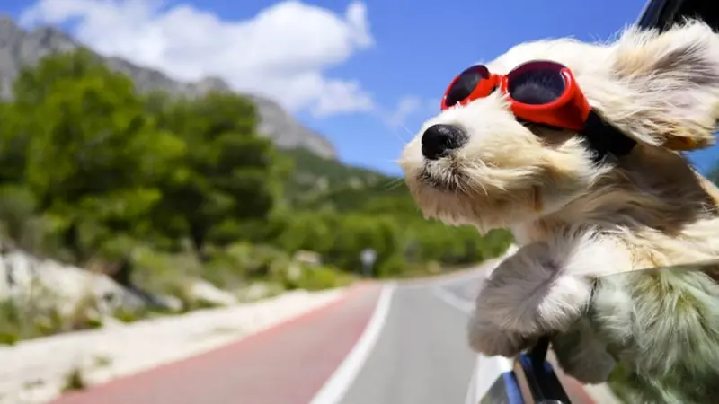 Vacanze Pet Friendly, Avventura Senza Confini Con i Nostri Pelosetti