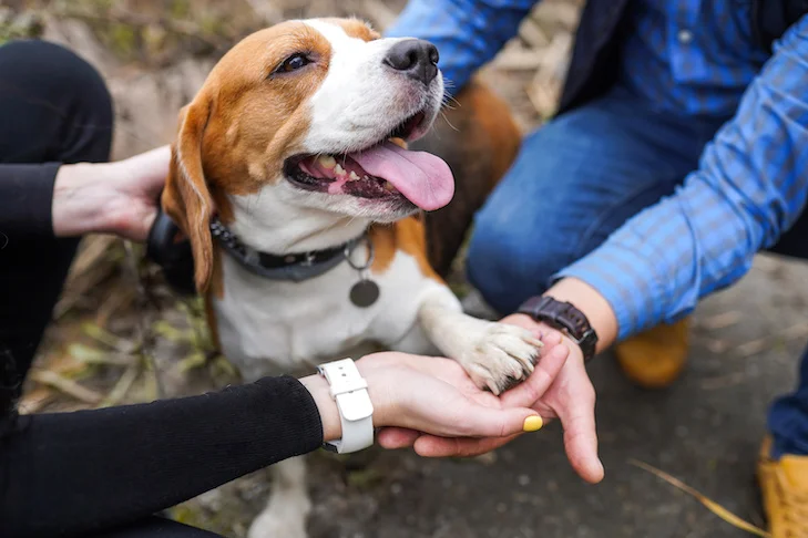 Il Legame Indissolubile tra Uomo ed il suo amico a 4 zampe: Una Celebrazione nella Giornata Mondiale del Cane. giornata mondiale del cane