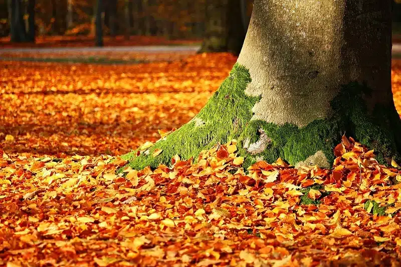 Si parla al riguardo di foliage, un fenomeno naturale che giunge puntuale ogni autunno, tra gli inizi di ottobre e gli inizi di dicembre, in base alle specifiche località, alle temperature e alle altitudini.