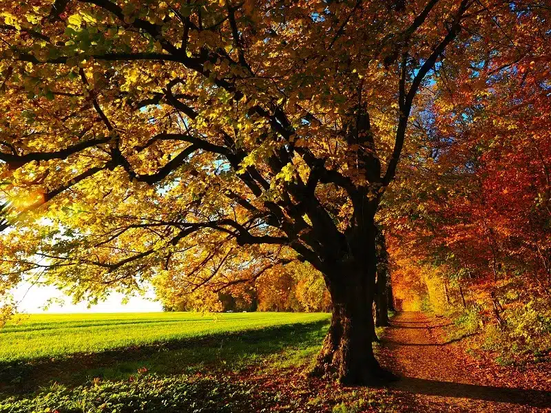 Si parla al riguardo di foliage, un fenomeno naturale che giunge puntuale ogni autunno, tra gli inizi di ottobre e gli inizi di dicembre, in base alle specifiche località, alle temperature e alle altitudini.