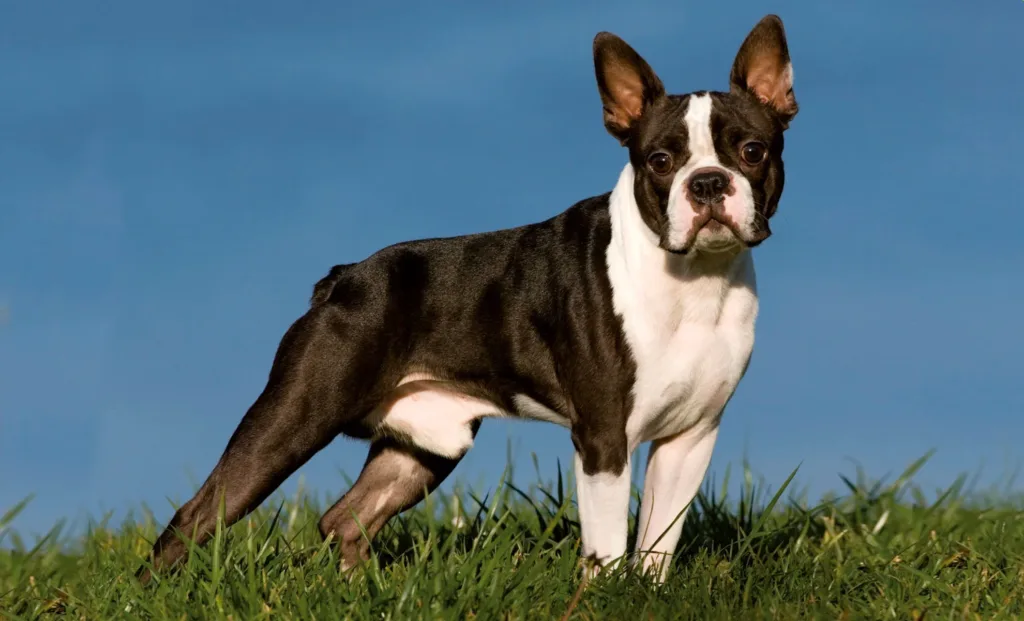 Boston Terrier