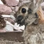 Conigli mutanti con tentacoli o virus? Ecco cosa dice la scienza!