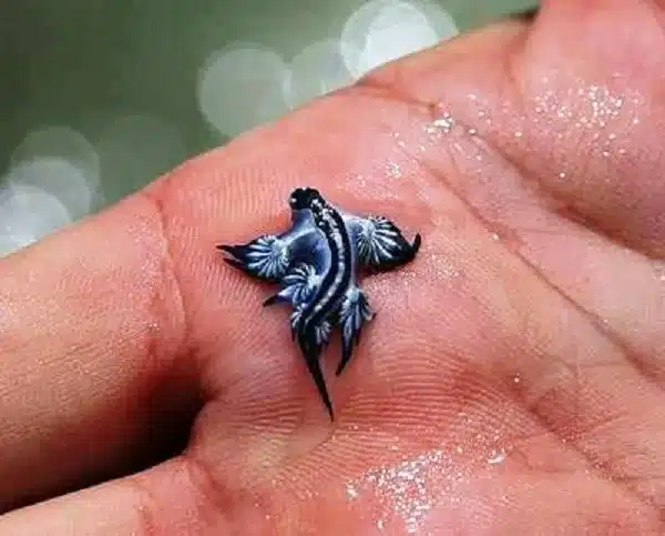 Il Drago Blu: il mollusco velenoso che minaccia le spiagge del Mediterraneo