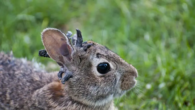 Negli ultimi mesi, immagini di conigli selvatici con grottesche protuberanze simili a tentacoli o corna sulla testa stanno facendo il giro del mondo, suscitando stupore, preoccupazione e una vera e propria ondata di curiosità online.