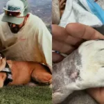 Roscoe sul Ponte dell'Arcobaleno, il dolore di Lewis Hamilton