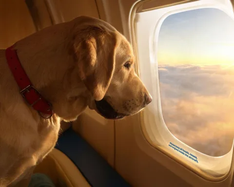 Viaggiare con il proprio cane